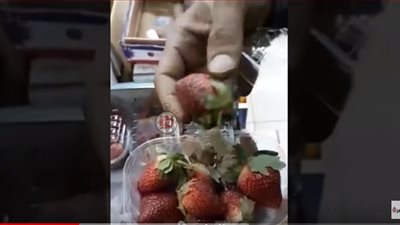 فيديو يكشف تصدير “فراولة” غير صالحة للخارج.. ومزارعون: “المصدرين السبب” (فيديو)