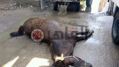 برلماني يطالب بصرف تعويض لموزع أنابيب مات حصانه صعقاً بالكهرباء (صور)