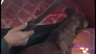 بسبب “معزة”.. التحقيقات تكشف أسباب قتل كلب المطرية بـ”الساطور”