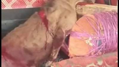 بعد واقعة كلب المطرية.. نقابة البيطريين: 3 قوانين تحفظ حقوق الحيوان في مصر