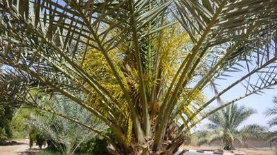 مصر ترفض شحنة نخيل إماراتية مستوردة لصالح سفارة البحرين