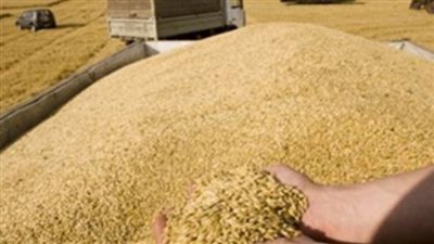 منها 25 ألف طن قمح من أمريكا.. “الحجر الزراعي” يرفض عدة شحنات لحبوب ضارة مستوردة