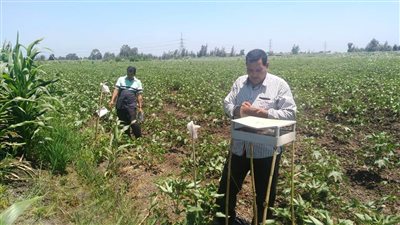 زراعة البحيرة: بدء الرش الوقائي بمبيدات الوزارة لمحصول القطن