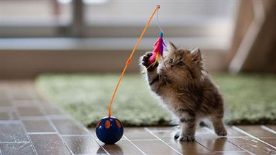 صور قطط كيوت.. أجمل 10 قطط في العالم