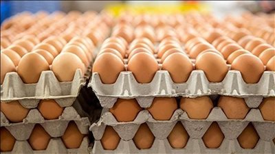 انخفاض كبير في أسعار البيض بمنافذ الزراعة.. والكرتونة بـ 51 جنيهًا