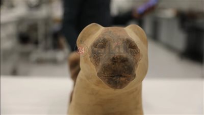 قبل عرضها رسميًا.. ننشر صور تماثيل الإلهة سخمت بالمتحف المصري الكبير 