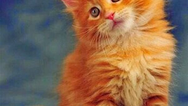 تسميم قطط نادي الجزيرة