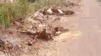 الحمى القلاعية تغزو قرية شبراتنا بالغربية.. وإجراء عاجل من الطب البيطري 