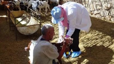 غدا.. بدء الحملة القومية للتحصين ضد الحمى القلاعية والوادي المتصدع بالمنوفية