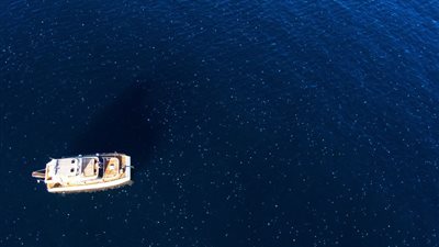 قناديل البحر تحاصر سواحل إسرائيل بسبب ارتفاع درجات الحرارة | صور