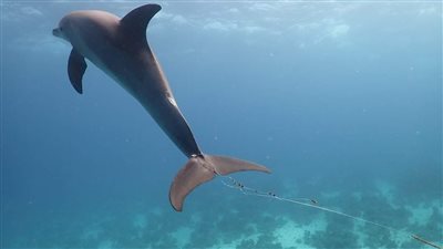 ظهور جديد لـ الدولفين المصاب بشباك الصيادين بمنطقة شعاب العرق في الغردقة | صور