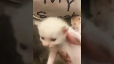 قمر الدين دبيازة وخضر كراويتة.. كيف تفاعل المصريون مع تريند فيديو القطط؟