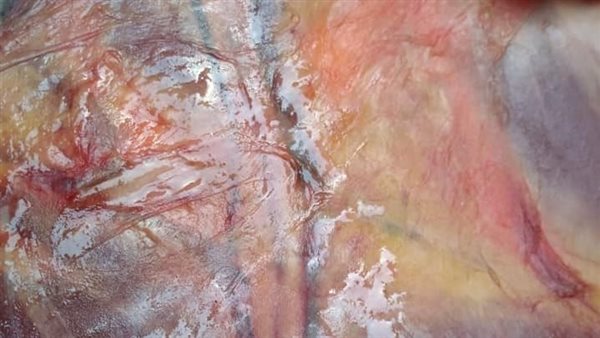 ضبط لحوم ودواجن غير