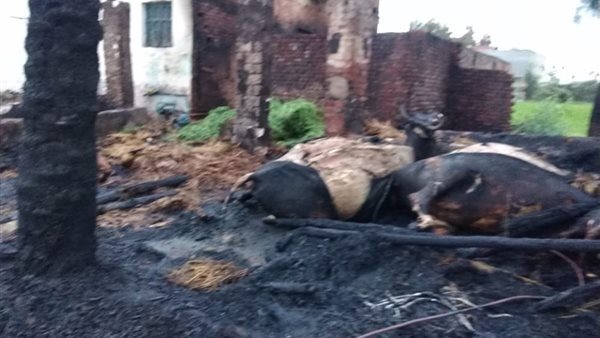 حريق بحظيرة ماشية-أرشيفية