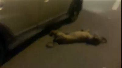 سحله بالعربية عشان يضحك أولاده.. تفاصيل تعذيب شخص لكلب بالتجمع | فيديو