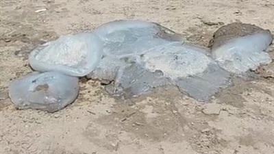 خوفًا من قناديل البحر.. عزوف المصطافين عن السباحة في شواطئ بورسعيد | بث مباشر