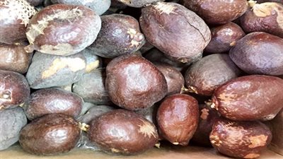 مدير مخزن المومياوات: مخازن المتحف القومي للحضارة تحوي فواكه محنطة 