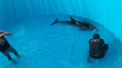 بعد 12 ساعة محاولات.. نقل دولفين من مياه البحر إلى وحدة علاج لإسعافه بالغردقة | بث مباشر