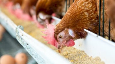 أسعار الدواجن والبيض في الأسواق اليوم الثلاثاء 13 سبتمبر 2022