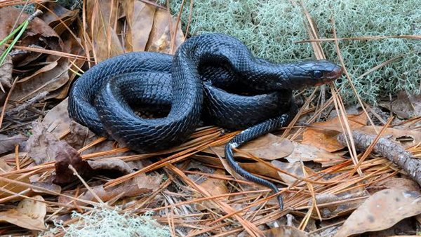 ثعبان - أرشيفية 