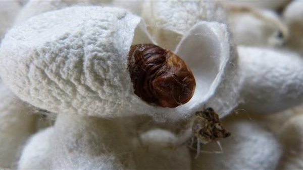 صناعة الحرير 