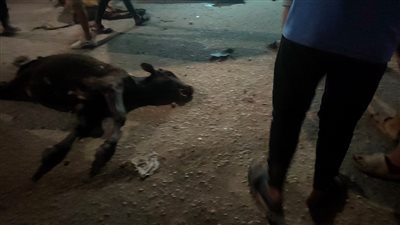 دهسها بسيارته.. التحقيق في اتهام سائق بالتسبب في نفوق 7 عجول ماشية بالغربية