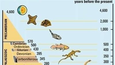 أستاذ جيولوجيا: الحياة بدأت بكائن وحيد تطور لأشكال عديدة