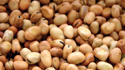 من 600 لـ1000 جنيه.. زيادة جديدة في أسعار طن الفول بالأسواق