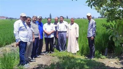 محافظ كفر الشيخ: حملة قومية للذرة الشامية والأرز لزيادة الإنتاج