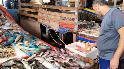 الحريد بـ70 جنيهًا والبياض بـ90.. إقبال المواطنين على سوق الأسماك في الغردقة | صور وفيديو