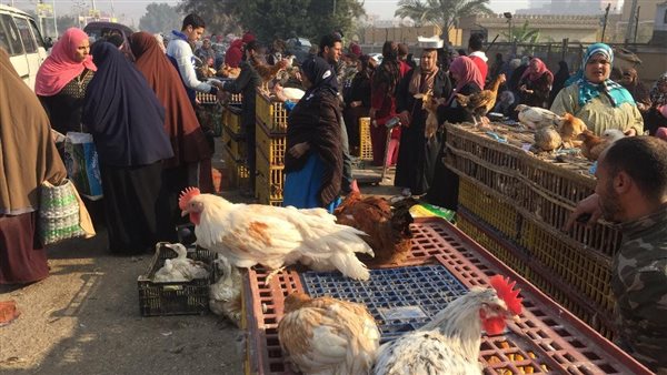 سوق الإثنين للدواجن
