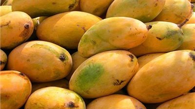انخفاض أسعار المانجو عن العام الماضي 50%.. والكيلو يبدأ من 11 جنيها