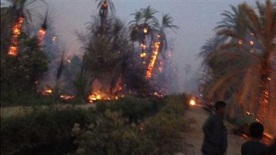 السيطرة على حريق بأشجار النخيل داخل أرض زراعية بقرية فارس في أسوان | بث مباشر