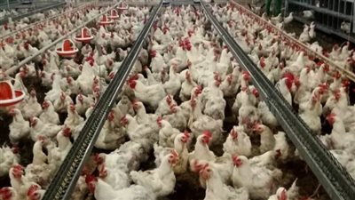 أسعار الدواجن والبيض في الأسواق اليوم الأربعاء 7 سبتمبر 2022 