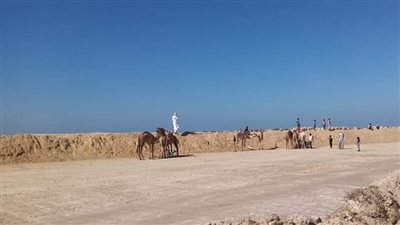 تنظيم بطولة تنشيطية لسباق الهجن بالعريش بعد توقف سنوات | صور