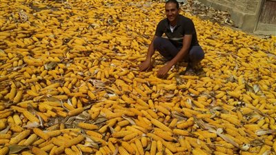 بداية موسم مبشرة.. الزراعة تعلن بدء حصاد الذرة الصفراء في محافظة مطروح