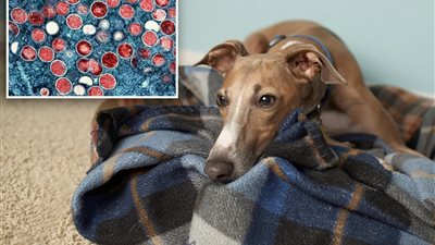 أول حالة لانتقال جدري القرود من إنسان لكلب.. وباحثون يكشفون كيف حدثت