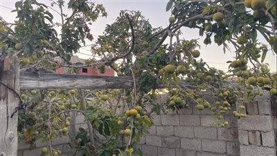 من أمريكا لأرض سيناء.. فاكهة السبوتة تنتشر في شوارع العريش والأهالي: طعمها أشهى من المانجو | فيديو