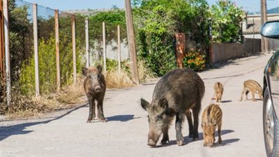 يتجولون مثل القطط..الخنازير البرية تغزو المدن الاسبانية 