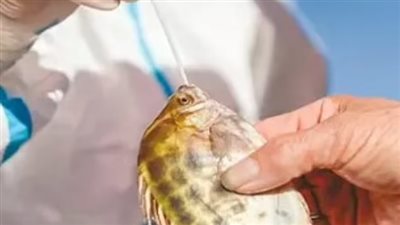 الصين تختبر الأسماك ضد فيروس كورونا لكبح تفشي المرض