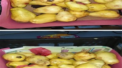 متعفنة وذات رائحة.. ليبيا ترفض استلام شحنة جوافة مصرية | مستند