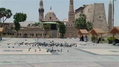 كأنك في أوروبا.. أسراب الحمام تزين ساحة أبو الحجاج بالأقصر | صور