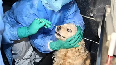 ولاية أمريكية تختبر الكلاب ضد فيروس كورونا