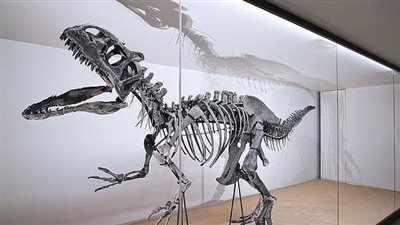  ألعاب الأثرياء.. بيع أحافير الديناصورات في مزاد علني |صور 