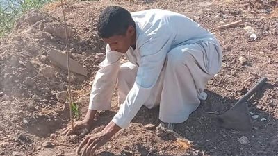محافظ المنيا يتابع جهود الوحدات المحلية في تنفيذ المبادرة الرئاسية المعنية بزراعة 100 مليون شجرة