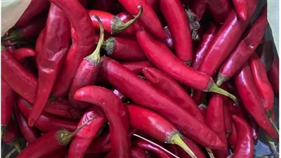 لتعفنه.. ليبيا ترفض شحنة فلفل أحمر مصري | مستند