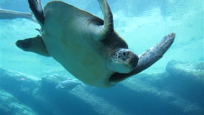 الانقراض الجماعي يصل إلى 90% للأنواع البحرية |دراسة