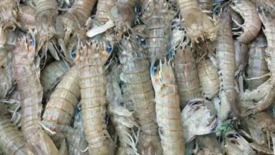 الكيلو بـ 10جنيهات.. القومي لعلوم البحار: تناول الجمبري الكذاب آمن ومفيد