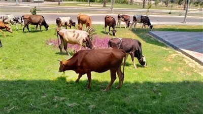 الإسكان تزرع والماشية ترعى.. شكاوى من التهام الأبقار حدائق سكن مصر بدمياط الجديدة