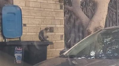 قرد هارب يثير الذعر في حدائق الأهرام.. والجهات المعنية تتحرك | صورة